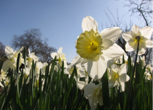 jonquilles
