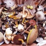 affiche fête du champignons