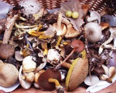 affiche fête du champignons