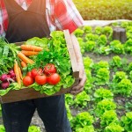 image potager
