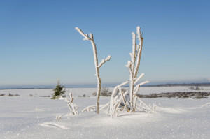 NAT photo 1 La Fagne sous la neige (en face de Botrange)