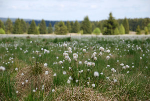 NAT photo 2 Linaigrettes en Fagnes (Sourbrodt)