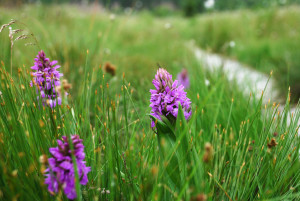 NAT photo 3 Orchidées le long des caillebotis (côté Sourbrodt)