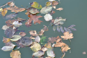 NATURE Photo 1 Grosjean Nico méli-mélo de feuilles sur un plan d'eau fagnoux automne 2015 thirimont