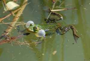 NATURE Photo 3 Grosjean Nico grenouille verte fagnoux thirimont printemps 2015